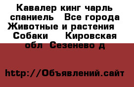 Кавалер кинг чарль спаниель - Все города Животные и растения » Собаки   . Кировская обл.,Сезенево д.